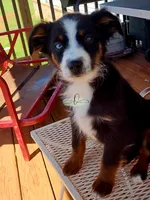 Luna, a female Miniature Australian Shepherd and Toy Australian Shepherd for sale in Marlow, OK – Photo 1 of 10