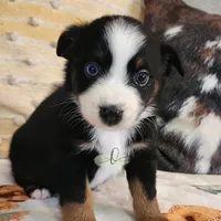 Luna, a female Miniature Australian Shepherd and Toy Australian Shepherd for sale in Marlow, OK – Photo 5 of 10