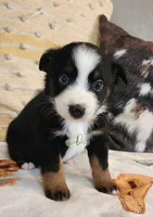 Luna, a female Miniature Australian Shepherd for sale in Marlow, OK – Photo 4 of 7