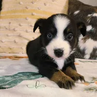Luna, a female Miniature Australian Shepherd and Toy Australian Shepherd for sale in Marlow, OK – Photo 6 of 10
