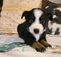 Luna, a female Miniature Australian Shepherd for sale in Marlow, OK – Photo 5 of 7
