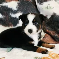 Luna, a female Miniature Australian Shepherd and Toy Australian Shepherd for sale in Marlow, OK – Photo 3 of 10