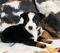 Luna, a female Miniature Australian Shepherd for sale in Marlow, OK – Photo 2 of 7