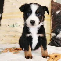 Luna, a female Miniature Australian Shepherd and Toy Australian Shepherd for sale in Marlow, OK – Photo 2 of 10