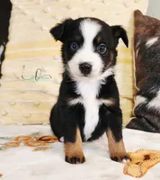 Luna, a female Miniature Australian Shepherd for sale in Marlow, OK – Photo 1 of 7