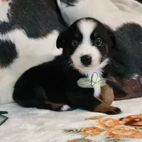 Luna, a female Miniature Australian Shepherd and Toy Australian Shepherd for sale in Marlow, OK – Photo 4 of 10