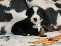 Luna, a female Miniature Australian Shepherd for sale in Marlow, OK – Photo 3 of 7