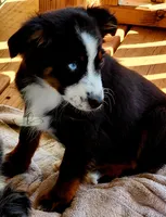 Luna, a female Miniature Australian Shepherd and Toy Australian Shepherd for sale in Marlow, OK – Photo 10 of 10