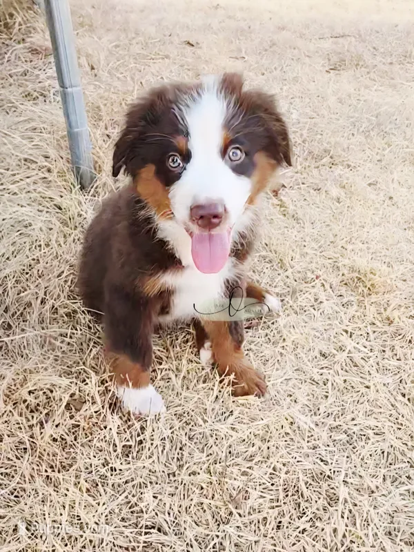 Aiden – Miniature Australian Shepherd puppy for sale in Marlow, OK