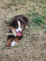 Cody, a male Miniature Australian Shepherd for sale in Marlow, OK – 3 of 6