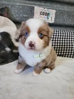 Lillie, a female Miniature Australian Shepherd for sale in Marlow, OK – Photo 4 of 10