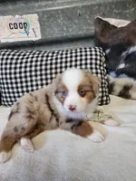 Lillie, a female Miniature Australian Shepherd for sale in Marlow, OK – Photo 6 of 10