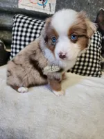 Lillie, a female Miniature Australian Shepherd for sale in Marlow, OK – Photo 10 of 10