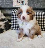 Lillie, a female Miniature Australian Shepherd for sale in Marlow, OK – Photo 7 of 10