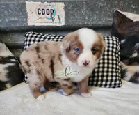 Lillie, a female Miniature Australian Shepherd for sale in Marlow, OK – Photo 8 of 10
