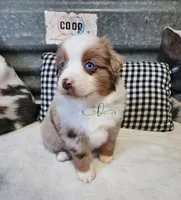 Lillie, a female Miniature Australian Shepherd for sale in Marlow, OK – Photo 2 of 10