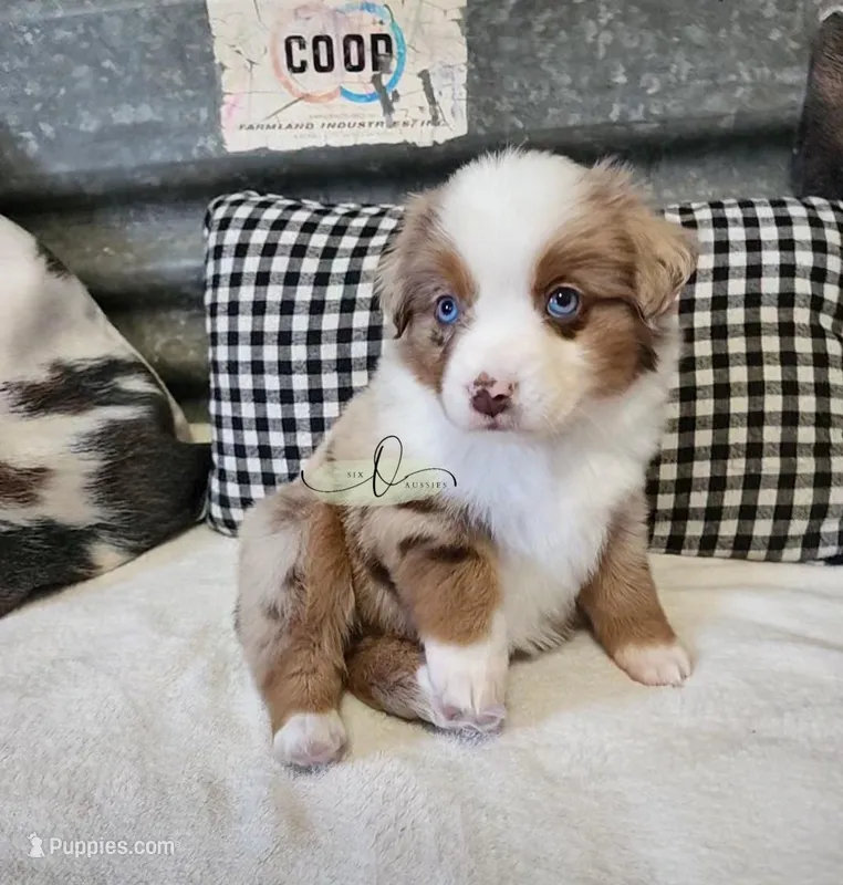 Lillie – Miniature Australian Shepherd puppy for sale in Marlow, OK