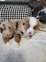 Lillie, a female Miniature Australian Shepherd for sale in Marlow, OK – Photo 5 of 10