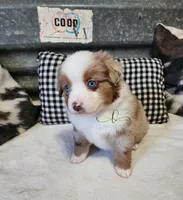 Lillie, a female Miniature Australian Shepherd for sale in Marlow, OK – Photo 9 of 10