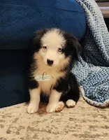 Patsy, a female Miniature Australian Shepherd for sale in Marlow, OK – 2 of 9