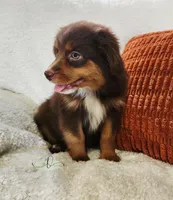 Bella, a female Miniature Australian Shepherd for sale in Marlow, OK – 4 of 9