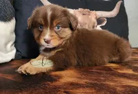 Bella, a female Miniature Australian Shepherd for sale in Marlow, OK – 3 of 3