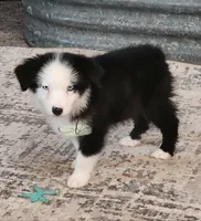 Patsy, a female Miniature Australian Shepherd for sale in Marlow, OK – 1 of 9
