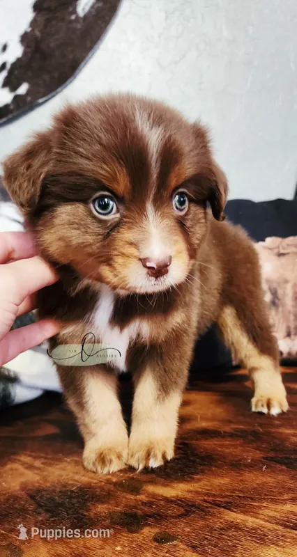 Bella – Miniature Australian Shepherd puppy for sale in Marlow, OK