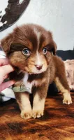 Bella, a female Miniature Australian Shepherd for sale in Marlow, OK – 1 of 3
