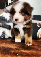 Aiden, a male Miniature Australian Shepherd for sale in Marlow, OK – 2 of 3