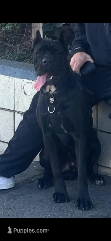 Apollo – Cane Corso puppy for sale in Lynwood, CA