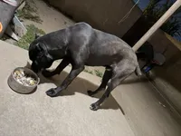 Apollo, a male Cane Corso for sale in Lynwood, CA – Photo 2 of 4