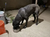 Apollo, a male Cane Corso for sale in Lynwood, CA – Photo 3 of 4