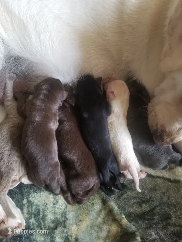 English Lab litter