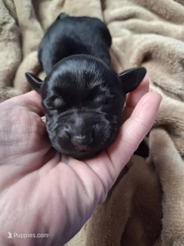 Jasmine – Labrador Retriever puppy for sale in Factoryville, PA