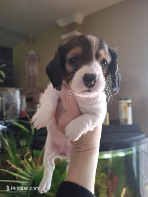 Mia – Miniature Dachshund puppy for sale in Factoryville, PA