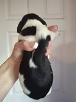 Mia, a female Miniature Dachshund for sale in Factoryville, PA – Photo 2 of 2