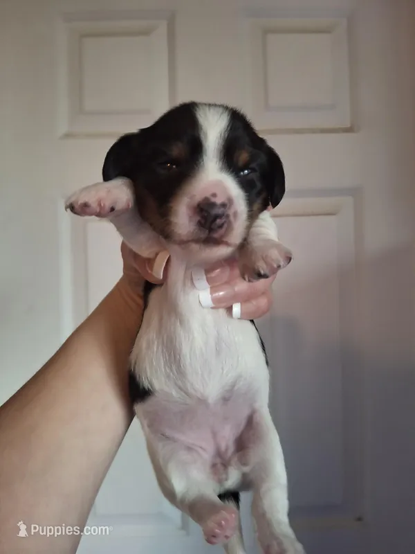 Mia – Miniature Dachshund puppy for sale in Factoryville, PA