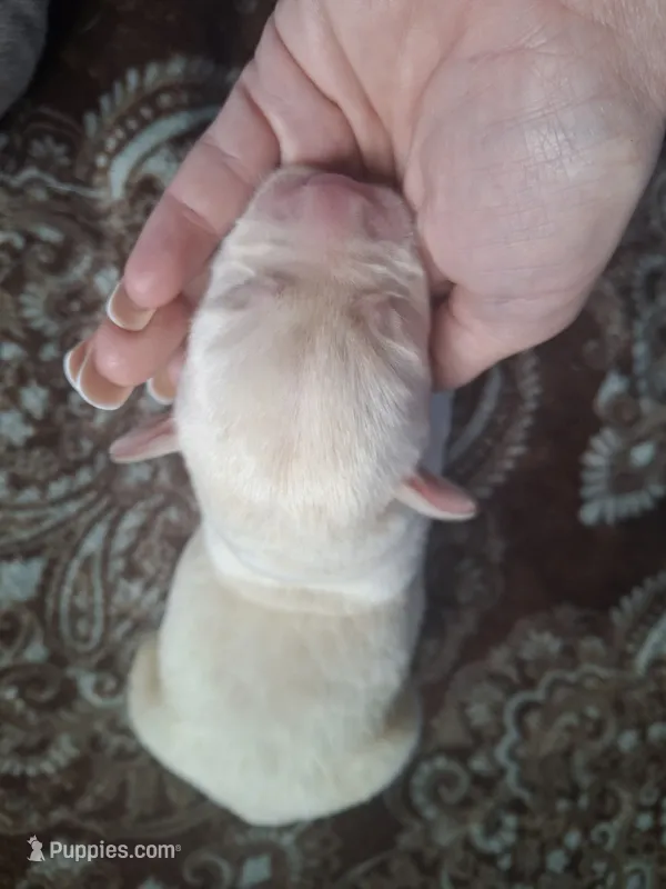 Champion line English labrador champagne – Labrador Retriever puppy for sale in Factoryville, PA