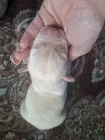 Champion line English labrador champagne, a male Labrador Retriever for sale in Factoryville, PA – 1 of 1