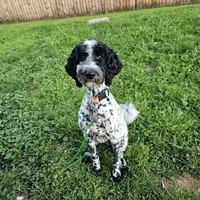 Willow, a female Poodle - Standard  for sale in Factoryville, PA – 1 of 1