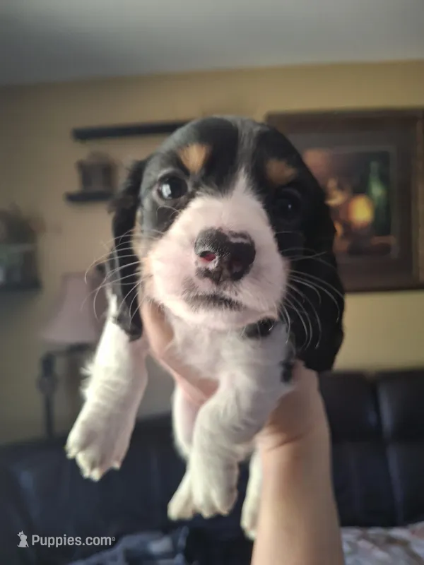 Maxwell – Miniature Dachshund puppy for sale in Factoryville, PA