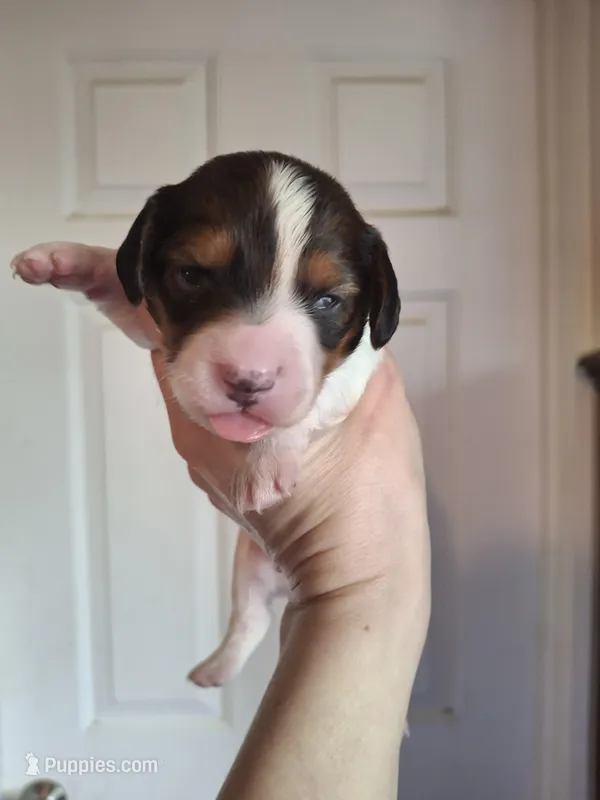 Maxwell – Miniature Dachshund puppy for sale in Factoryville, PA