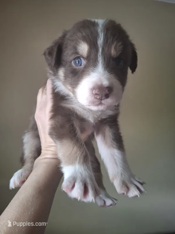 Rex – Miniature Australian Shepherd puppy for sale in Factoryville, PA