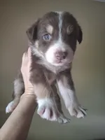 Rex, a male Miniature Australian Shepherd for sale in Factoryville, PA – 1 of 1