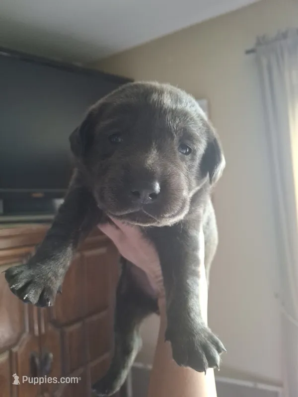Champion line English labrador charcoal female – Labrador Retriever puppy for sale in Factoryville, PA