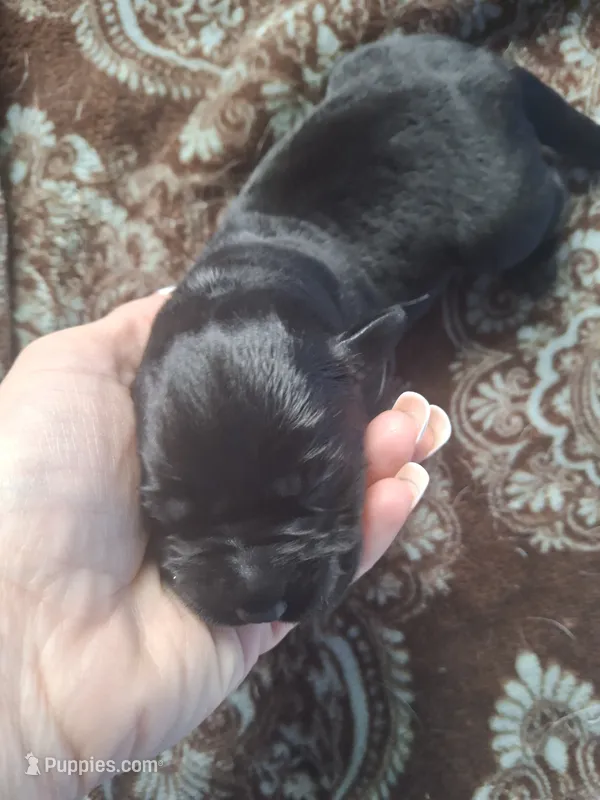 Champion line English labrador black female – Labrador Retriever puppy for sale in Factoryville, PA