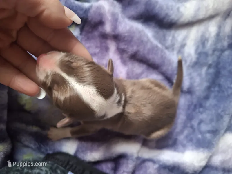 Rex – Miniature Australian Shepherd puppy for sale in Factoryville, PA