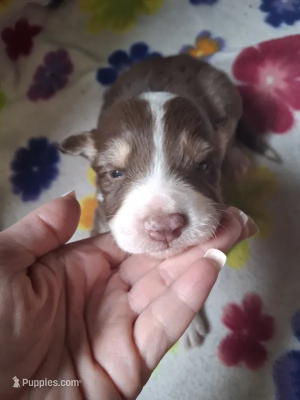 Rex – Miniature Australian Shepherd puppy for sale in Factoryville, PA