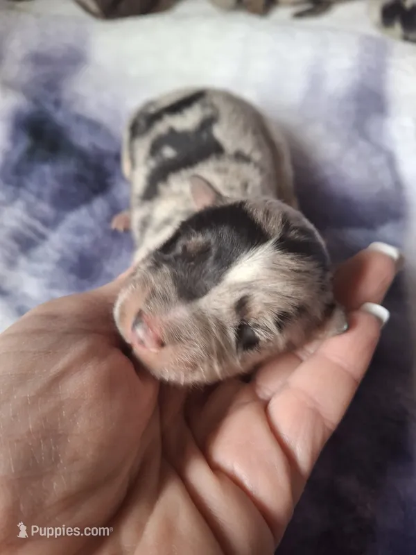 Rita – Miniature Australian Shepherd puppy for sale in Factoryville, PA